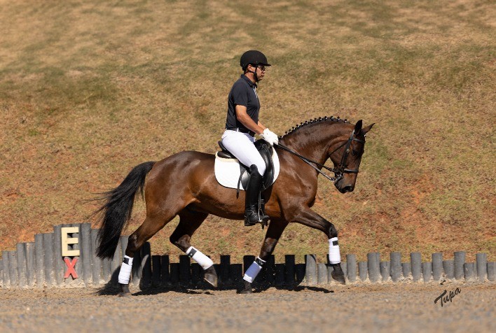 5º Leilão Genética de Campeões movimenta o mercado do Cavalo Lusitano com oferta de animais de elite