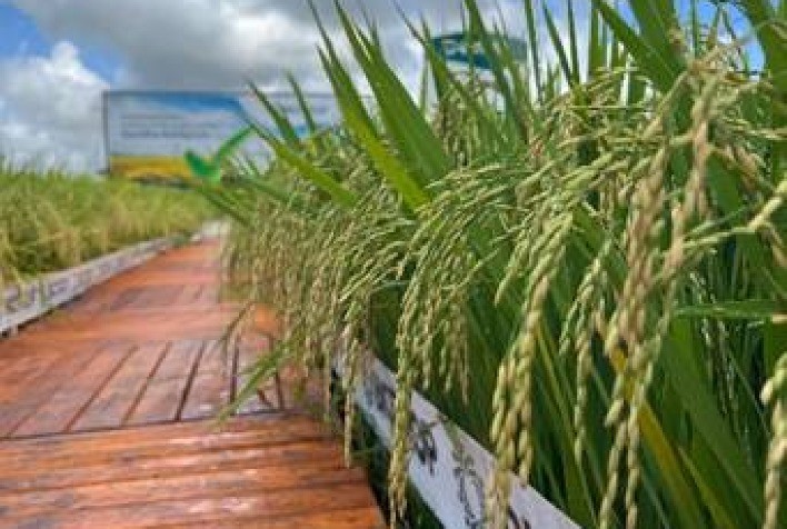 Biotrop ultrapassa 41 milhões de hectares tratados com bioinsumos em 2024