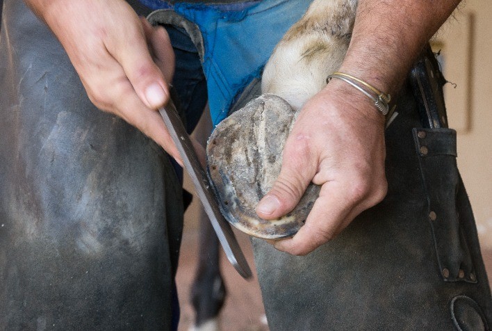 Saúde dos cascos: fundamento essencial para o bem-estar e desempenho dos cavalos