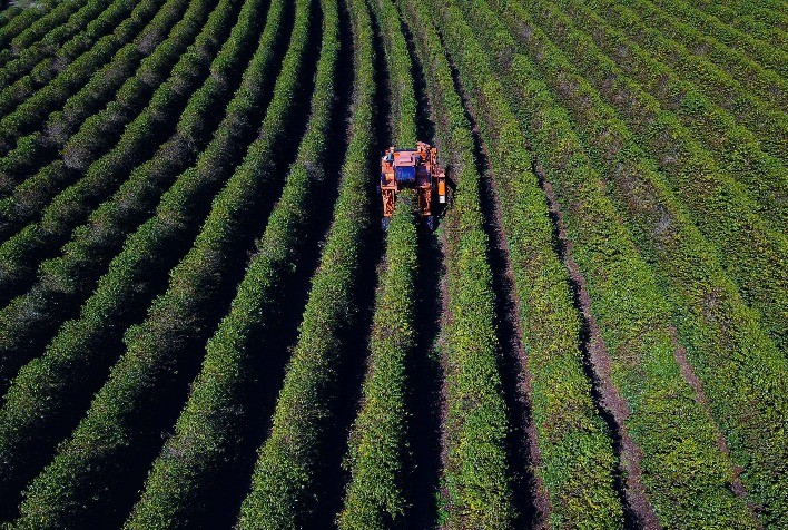 Avanço na colheita impulsiona produtores de café a aproveitar alta histórica dos preços no Paraná