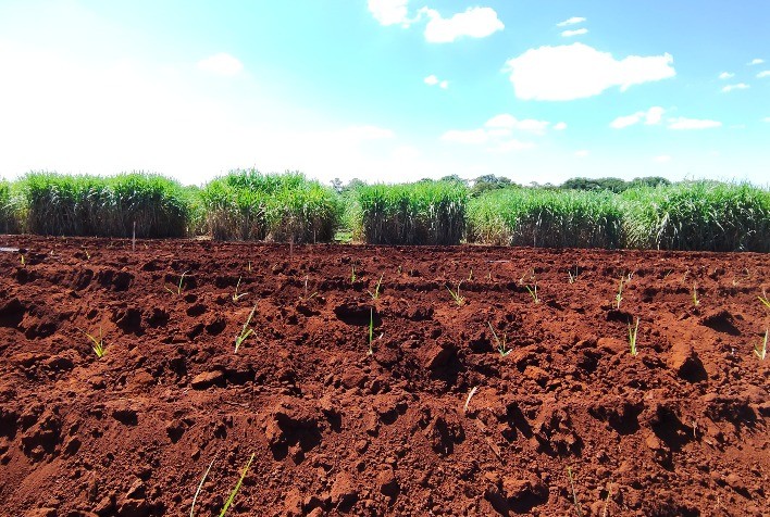 Correção profunda do solo com calcário micronizado fortalece canaviais contra períodos de seca