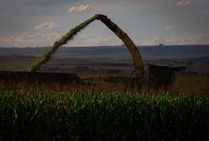 Colheita da segunda safra de milho em Mato Grosso avança, mas permanece atrasada, aponta Imea