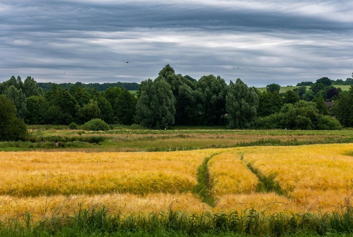 Agricultura regenerativa ganha espaço e equilibra produtividade com preservação ambiental no campo brasileiro