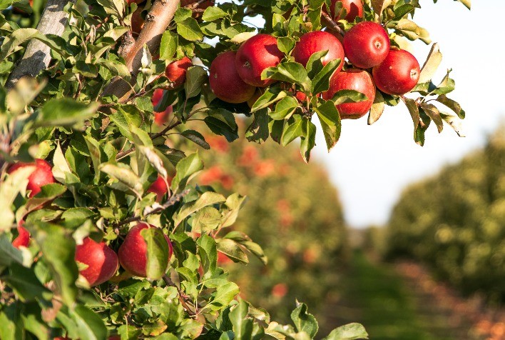 IHARA apresenta novidades e tecnologias consagradas para fruticultura na 30ª Hortitec