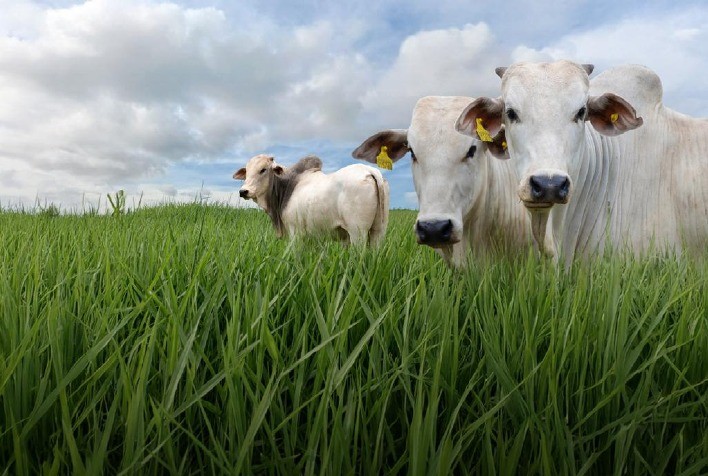 SBS Green Seeds mira liderança no mercado de R$ 2,58 bilhões com foco em agricultura regenerativa