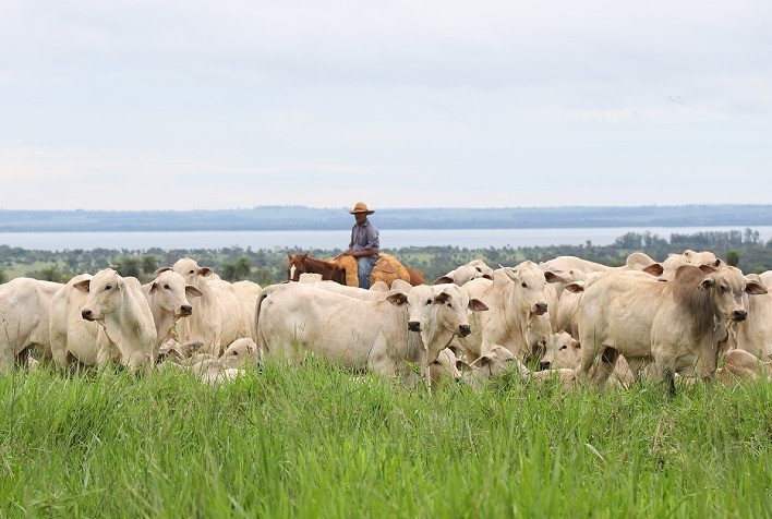 CV Nelore Mocho disponibiliza 560 animais com genética de ponta a preço fixo na edição “Poupa Tempo”