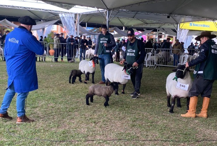 Expointer 2025: Arco abre inscrições para ovinos de todo o Brasil com prazo estendido até 28 de julho