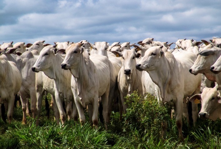 Mercado do boi gordo inicia junho em recuperação após queda nos preços em maio, aponta Itaú BBA