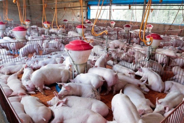 Suinocultura mantém margens sólidas com queda de custos e bom ritmo de exportações, aponta Itaú BBA
