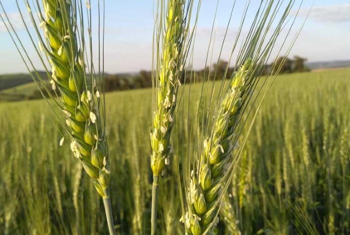 51ª Expoleite inaugura área demonstrativa de cultivares de inverno e destaca maquinários agrícolas em Arapoti/PR