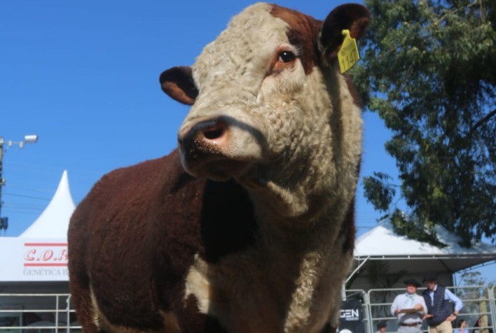 Fenagen Promebo destaca genética superior e impulsiona valorização dos animais na pecuária