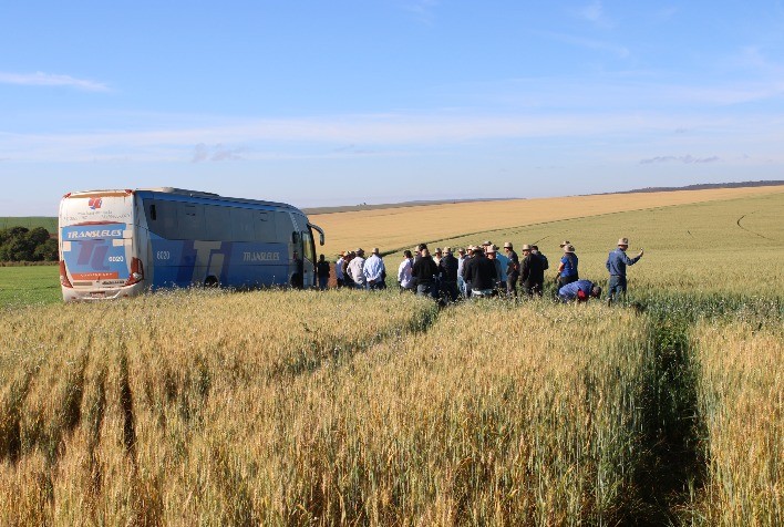 Indústria moageira investe no Cerrado para ampliar produção nacional de trigo