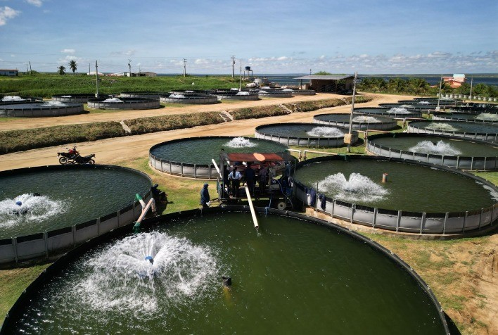 Variações de temperatura elevam risco de Iridovírus na criação de tilápias e reforçam importância da biossegurança