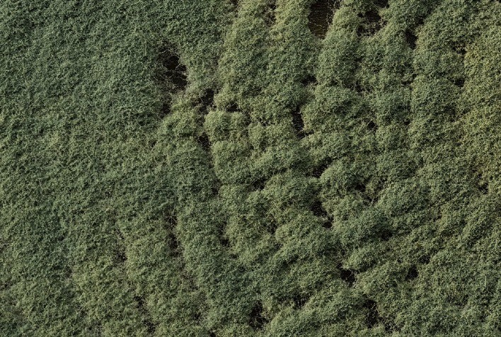 Koppert apresenta soluções biológicas inovadoras na Hortitec 2025