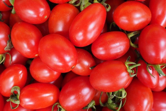 Produtividade do tomate cresce mais de 10% com biotecnologias inovadoras