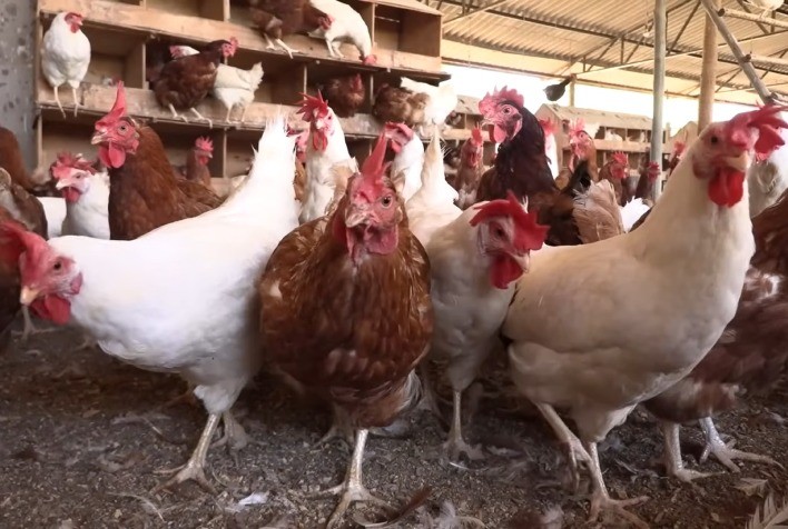 Certificação de ovos e frangos caipiras será tema de palestra no Avicultor Mais 2025 em BH