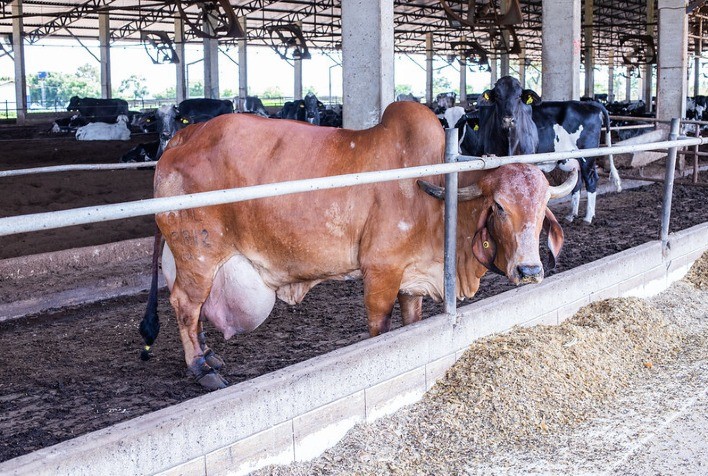 Produção de carnes, ovos e leite cresce no 1º trimestre de 2025, aponta CNA