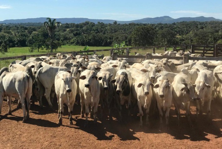 Agrodefesa prorroga até 15 de julho o prazo para declaração obrigatória de rebanho em Goiás