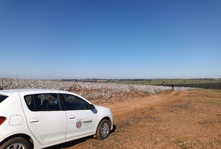 Algodão volta ao protagonismo no Paraná com aumento da produção e boas perspectivas para 2025