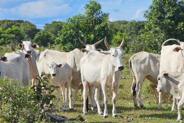 Pantanal reforça liderança em carne sustentável: incentivos superam R$ 63 milhões e protocolo passará por revisão