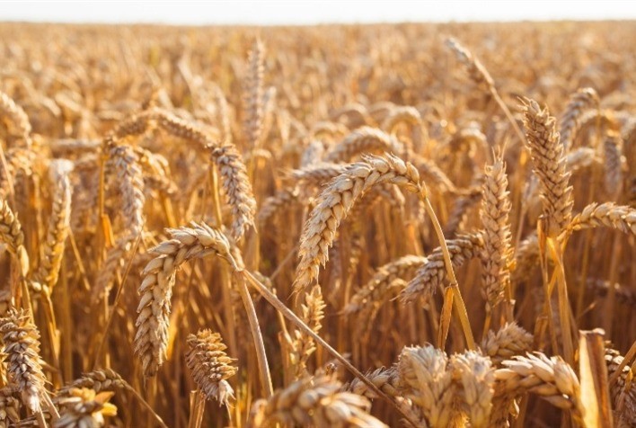 Mercado de trigo no Brasil segue travado, com foco no clima e previsão de menor área plantada em 2025