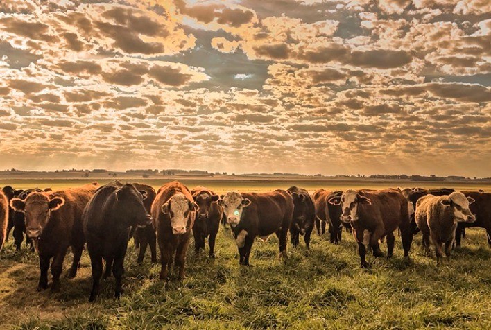 Frigoríficos aumentam escalas de abate enquanto preços do boi recuam em São Paulo e Mato Grosso do Sul