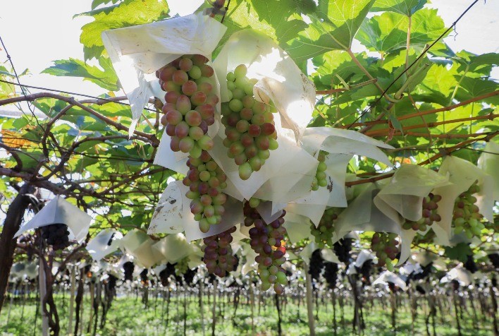 Adapar lança cadastro para mapear pomares de uva e prevenir deriva de agrotóxicos no Paraná