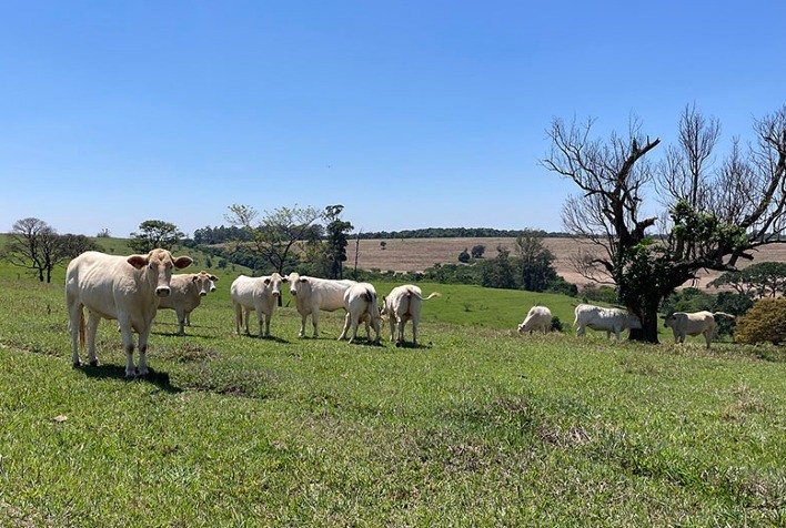 Estudo aponta estratégias para aumentar a produtividade da pecuária sem abrir novas áreas