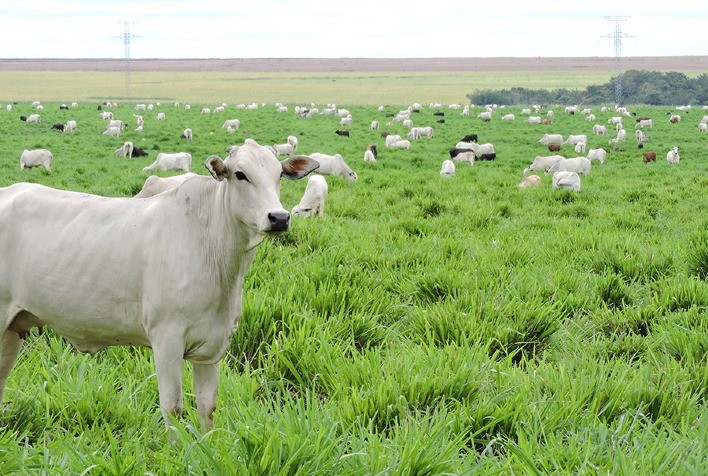 Sistemas integrados impulsionam colheita de grãos e estocam mais carbono no solo do Matopiba