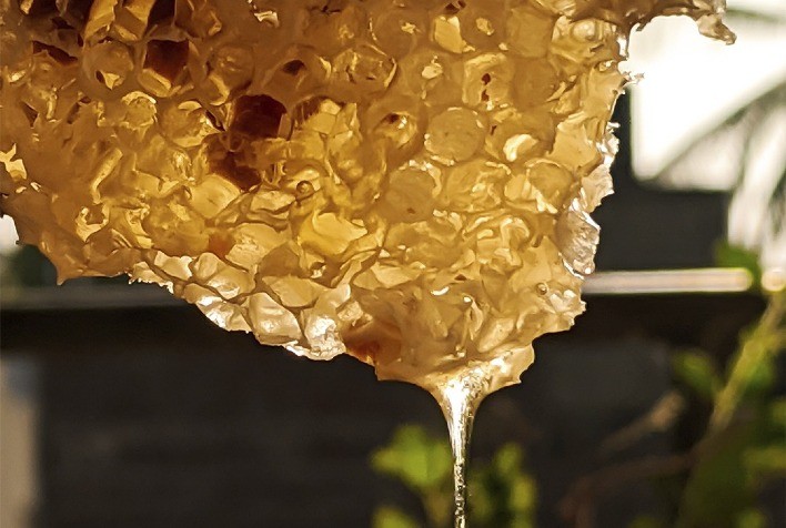 Inverno rigoroso no Rio Grande do Sul provoca perdas na produção de mel