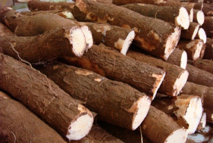 Preço médio da mandioca recua 3% em junho, aponta Cepea