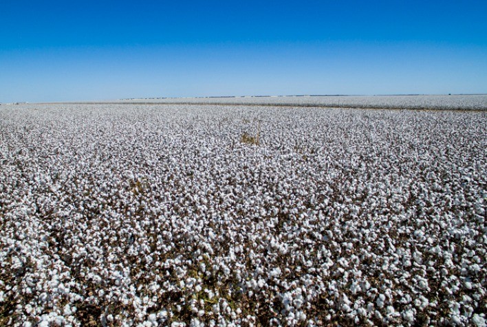 Brasil caminha para nova safra recorde de algodão com valorização dos preços domésticos