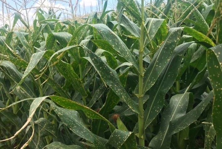 Doenças fúngicas no milho podem comprometer até 50% da produção, alerta agrônoma