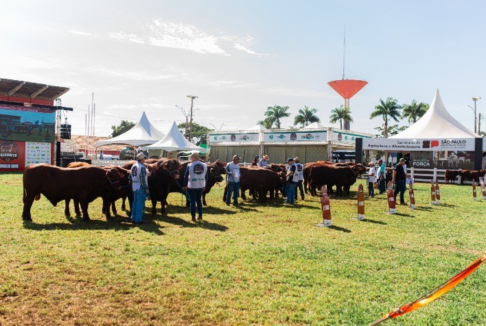 Raça Santa Gertrudis se destaca na Feicorte com maior número de animais e julgamento nacional