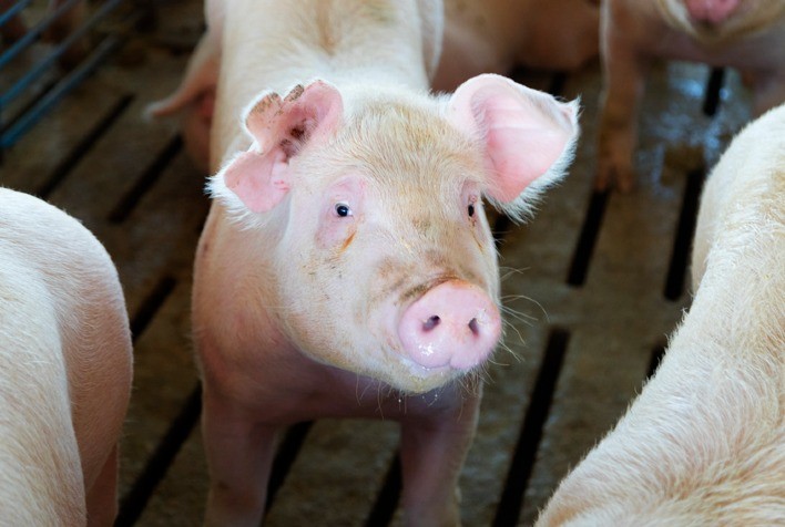 Vacinas seguem eficazes contra circovirose suína mesmo após mutações do vírus, apontam especialistas