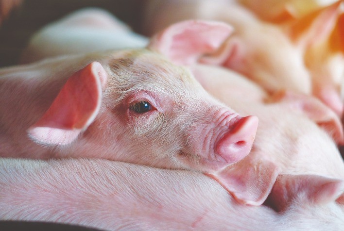 Fatores não infecciosos elevam risco de natimortalidade em leitões e exigem atenção dos suinocultores