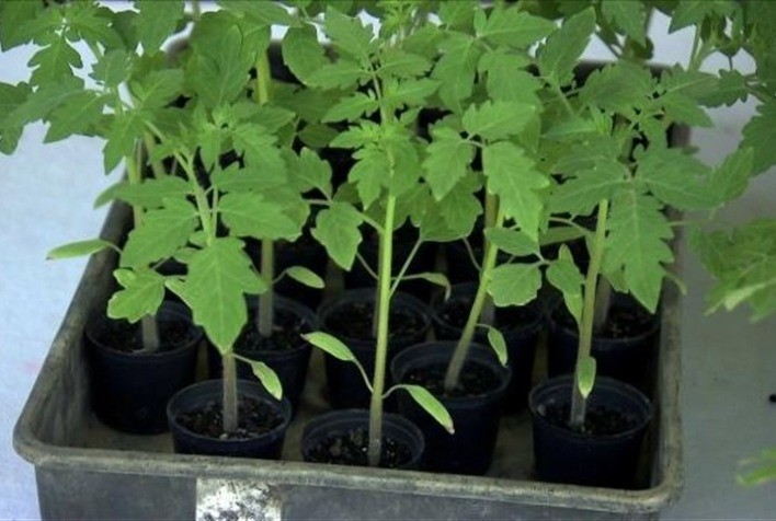 CRISPR 2.0: nova plataforma abre caminho para múltiplas edições genéticas no tomate