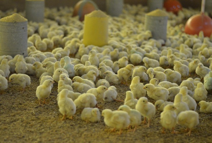 Sexagem in‑ovo: indústria brasileira de ovos se prepara para adotar tecnologia que elimina descarte de pintinhos machos