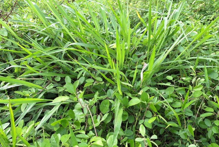 Novo bioinsumo desenvolvido pela Embrapa promete revolucionar o manejo de pastagens no Brasil
