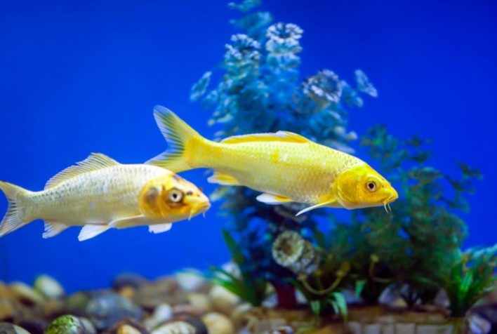 Uruguai autoriza importação de peixes ornamentais brasileiros e fortalece comércio bilateral