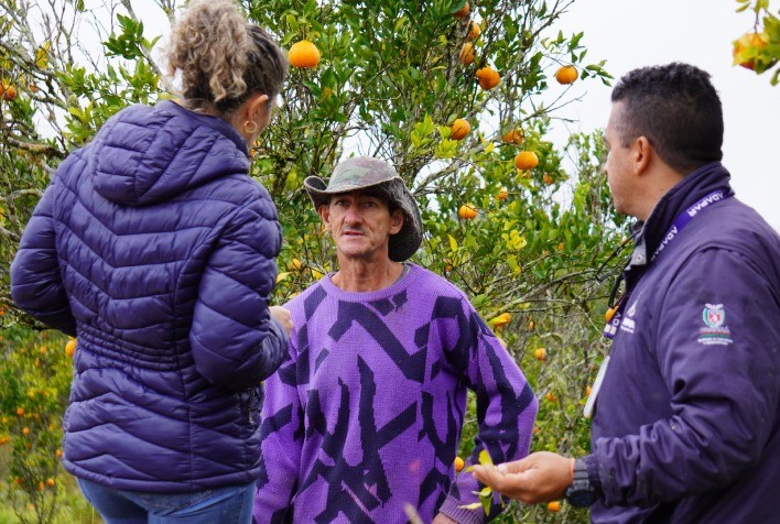 Paraná intensifica ações no Vale do Ribeira para proteger produção de tangerina contra o greening
