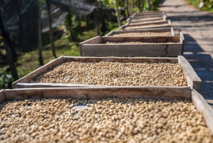 Colheita de café da Cooxupé avança e já alcança 31,4% do volume previsto para 2025
