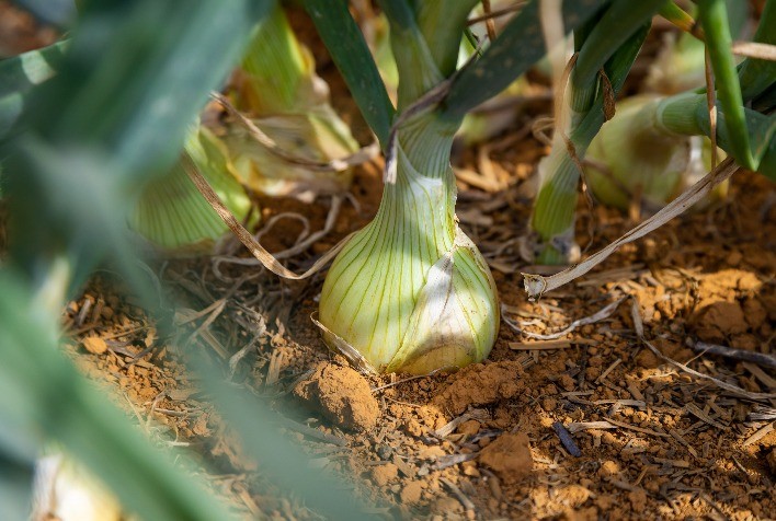 Excesso de chuva prejudica cultivo da cebola no Rio Grande do Sul