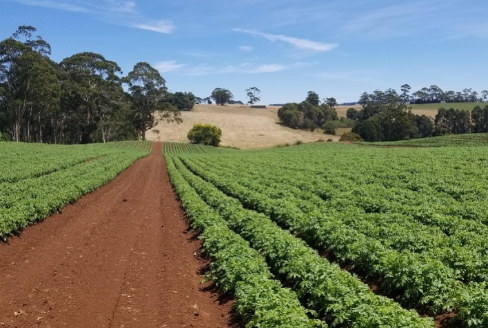 Abusos em cláusulas ambientais nos contratos do agronegócio elevam riscos para produtores rurais