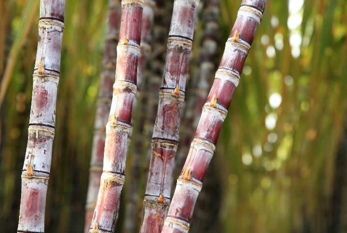 Produtores investem em tecnologias para proteger a cana-de-açúcar e garantir qualidade na safra 2025/26