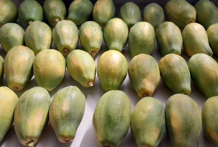 Óleos essenciais se destacam como alternativa natural e eficaz no controle de fungos em mamão e laranja