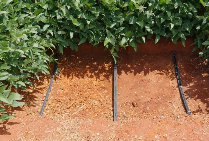 Irrigação por gotejamento da Netafim revoluciona produção de soja na Coopercitrus