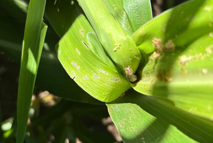 Lagartas resistentes ameaçam até 60% das lavouras antes da colheita