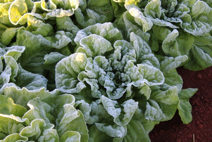 Sementes de hortaliças resistentes ao frio ganham destaque diante das geadas no Sul e Sudeste