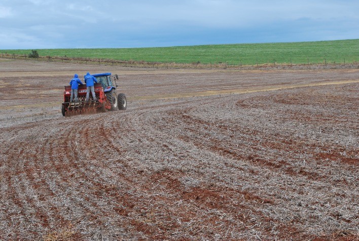 Chuvas intensas atrasam semeadura do trigo no Rio Grande do Sul e exigem cuidados no manejo